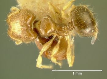 Media type: image;   Entomology 22884 Aspect: habitus dorsal view